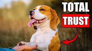 The 10-Minute Trick to Make Your Dog Trust You Completely