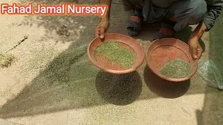 Flowers ka Beej saf karna ka tarika//Fahad Jamal nursery