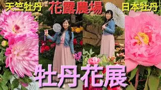 [季節限定]2026年最富貴的全台唯一平地牡丹花展~花露農場