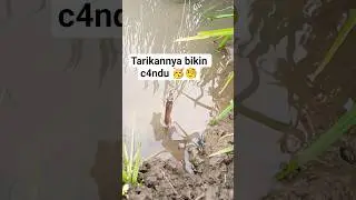 mancing belut sawah tarikannya bikin ketagihan #shorts #mancing #fyp #fypシ