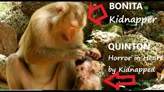 Horror In Heart!..BABY QUINTON Got Kidnapped by Pigtail Monkey BONITA, Queen Save baby By Safe