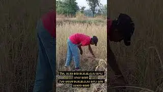 Dhan ki Katai Ab tak #shortvideo #tribalunity #todaylog