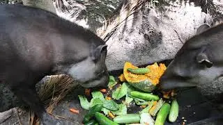 France French Guiana Zoo / France Guyane fran&ccedil;aise Zoo de Guyane