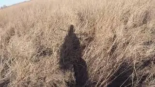 Iowa Pheasant Hunting with HHK - Tall Grass Prairies 12.3.21