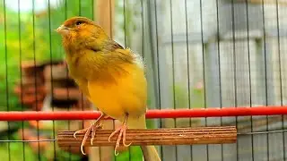 1 Hour Canario Belga Training Session &ndash; Powerful Canario Cantando for Daily Use