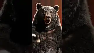 🛬 &ldquo;T&aacute;vozik &eacute;s &eacute;rkezik itt mindenf&eacute;le ember&rdquo; 🛫 #comedy #medve #magyarhumor #standupcomedy 🌦️🌲🍎🐻