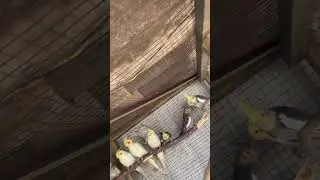 MY COCKATAILES COLONY MIX COCKATAILES COLONY #birds #nature #albinocockatiel #faridabad #cockatails