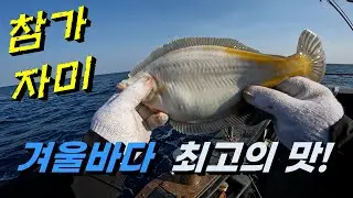 겨울 참가자미와 돌가자미 낚시 / 회,구이,조림 최고의맛!