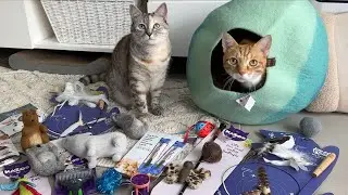We sent our hooman to the Cat Lovers Festival | Cat Vlog