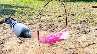 Pigeon Catching Easy Bird Trap Using a Sticks | Amazing Pigeon Trap | @MsBirdTraps |