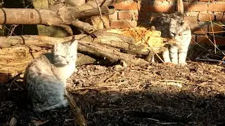 Two gray kittens whose mother has disappeared
