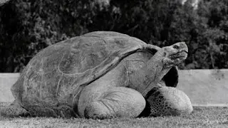 Farewell to Speed, San Diego Zoo's ancient tortoise