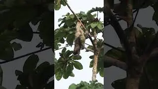 🦥This is not a Sloth Photo!