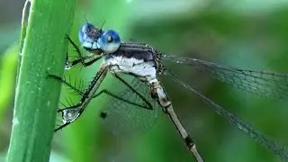 Male Southern Spreadwing Damselfly struggles to remove a dewdrop to the Tango