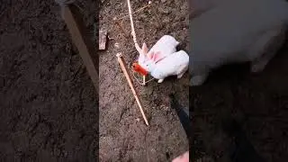 new simple Rabbit trap #trap #rabbit #ytshorts #shortfeed