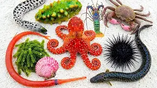 🌊 Прибрежная добыча пищи | 🐟 Fistularia petimba 🦀 Странный краб 🐍 Угорь 🦞 Омары 🐙 Гигантский осьм...