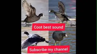 New coot best sound