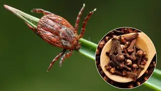 Natural tick repellent. Recommended by all foresters.