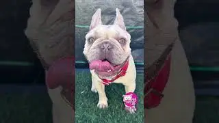 Happy Tails: The Best Pet Hotel & Daycare Experience!