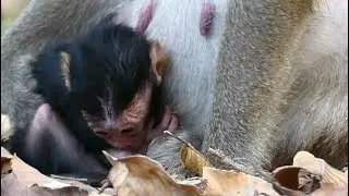 Adorable Baby Dax Newborn Hungry No Found Milk | Baby Feed Finger and Screaming | Monkey Crying