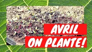 5/ Plantation de jeunes plants sans travail du sol en Avril