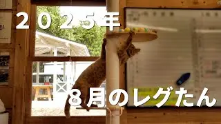 2025年8月のレグたん　オモチャ全部落とすキャット編