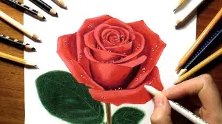 Drawing a Rose with Colored Pencils | Jasmina Susak