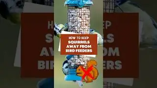 How to keep squirrels away from bird feeders