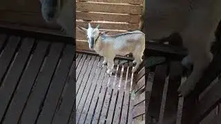 #frenchalphinegoat #pure #goat #kids