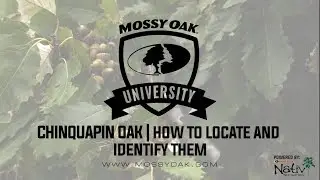 Chinquapin Oak - How to Locate and Identify