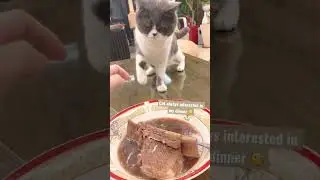 Cat wants my food🧐 #shorts