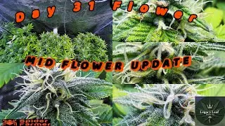 Обновление среднего цветка C-fourty&Baba Jenkins Spider-Farmer Grow S2 EP9