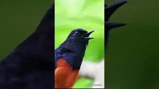 Sweet Calls of white-rumped shama
