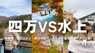 【犬連れ旅行群馬四万水上観光】青?緑?「四万ブルー」を見に奥四万湖へ🚗レトロな温泉街と絶品スイーツの旅 2泊3日わんこ旅3/4 2025.11