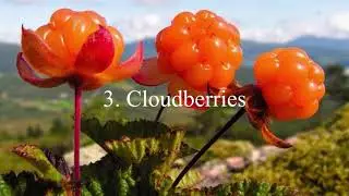 Alaskan Berry Picking | Which Berries are Poison