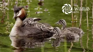 Great Crested Grebe chicks take a ride | UK Wildlife 4K UHD