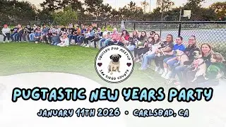 Pugs Take Over Dog Park | Squishy Pup Meetup | San Diego Pug Community