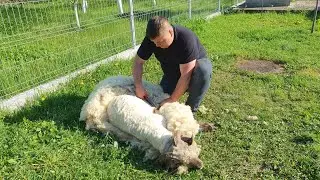 ‼️L-AM TUNS PE BERBECUL MITICĂ‼️CUM SE TUNDE O OAIE ‼️
