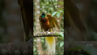 Beautiful Bird in Nature 🐦 | Colorful Birds Short | Nature Lovers