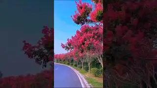 Beautiful Flowers Garden with Relaxing Music & Birds | SM House Vlog Shorts