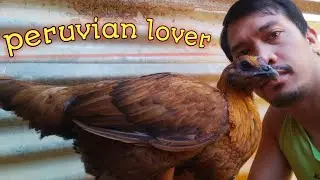 MY PERUVIAN CALPARA BLACKNIGHT BLACK SKIN | MY PASSION HISTORY