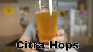 Homebrew SMaSH Golden Promise and Citra Hops Last Tasting