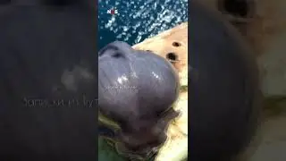 Vis of alien? Bijzonder dier uit het water gehaald