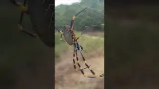How do Spiders survive the Winter?