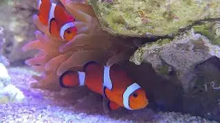 75 Gallon Reef Tank Update | Beginner Saltwater Setup & Livestock