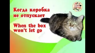 Когда коробка не отпускает. When the box won't let go. Архивное видео 10.09.2023. Archive video.