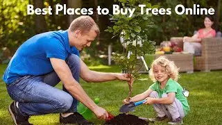 Here's Where to Buy Trees Online