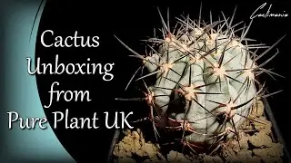 Cactus Unboxing from Pure Plant UK | Cacti & Succulent Collection