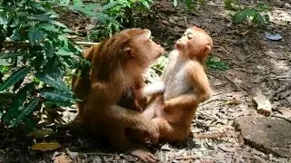 Big sister lip talking request aunty grooming like BB #monkeysr #babyanimal 