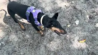 remy the manchester terrier crashes the corgi party